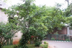 Ficus natalensis subsp. leprieurii